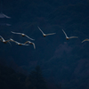 白鳥の飛ぶ風景