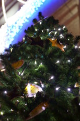 Merry