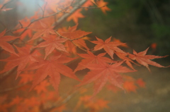 Autumn*1