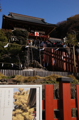 新春の鶴岡八幡宮〜再生を願って〜