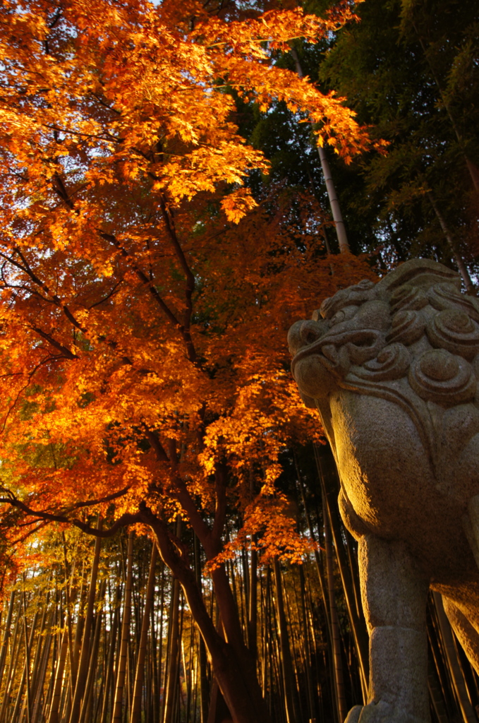 秋降る狛犬〜建長寺編〜
