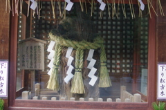 一条下り松古株