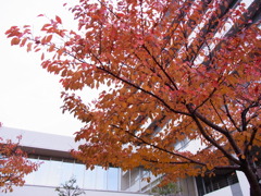 いまいちな写真