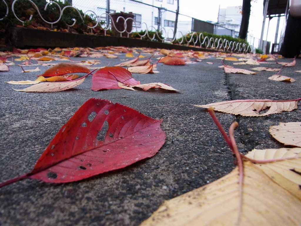 落ち葉