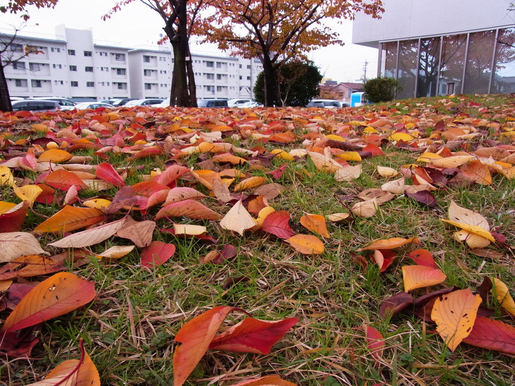 GRみたいな写真