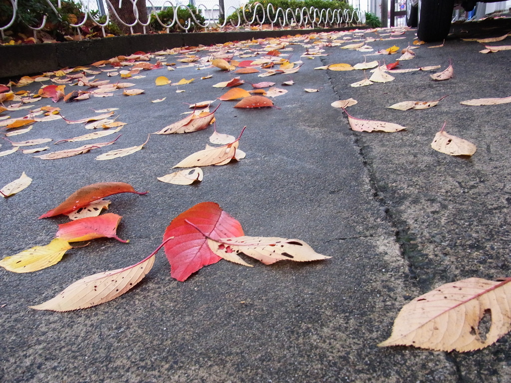 落ち葉