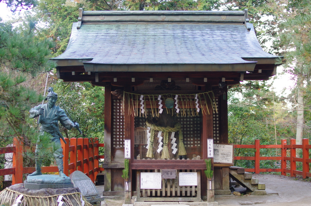 一条下り松の古株