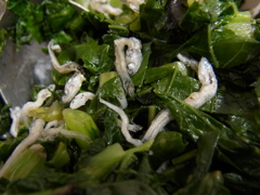 人間でよかった。