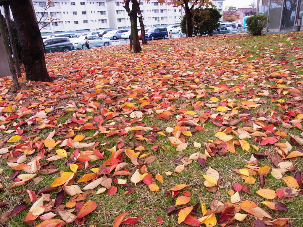 落ち葉