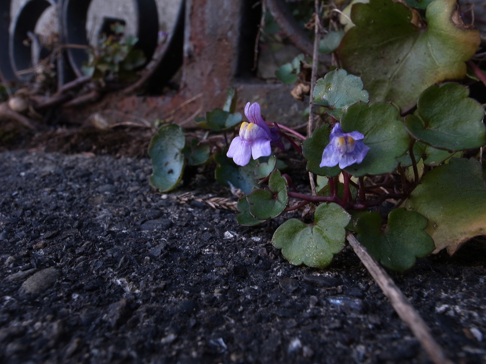 アスファルトの花