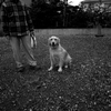 犬のカール