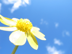 絵のような空と雲と花 Ⅰ