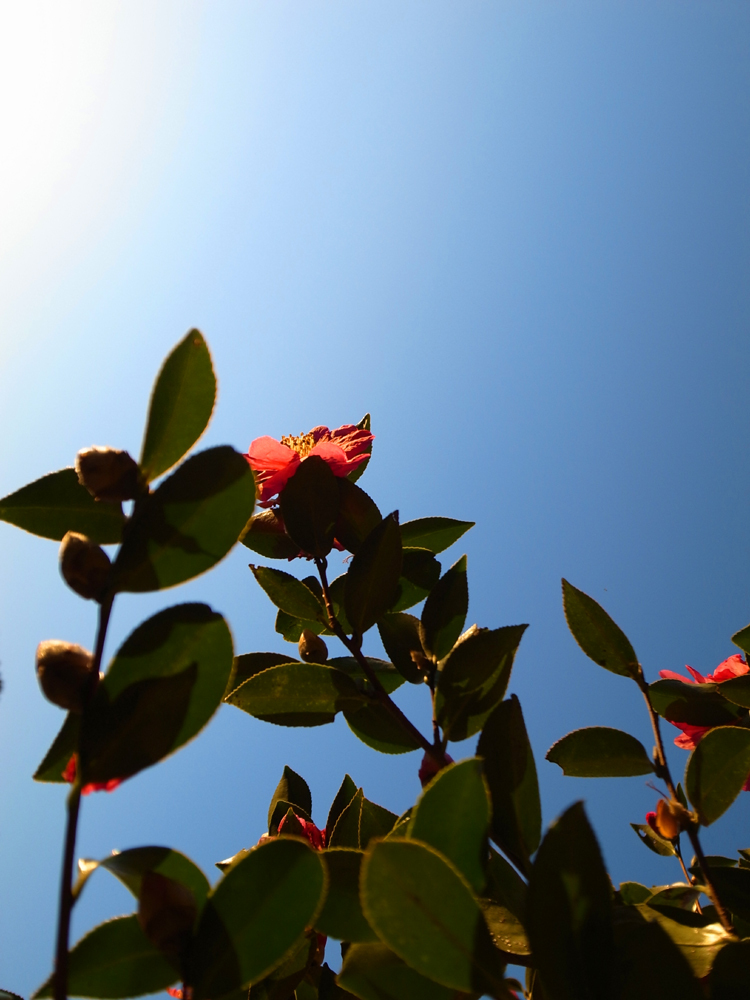 冬空に咲く山茶花