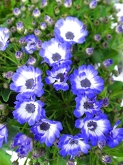 春の青色花