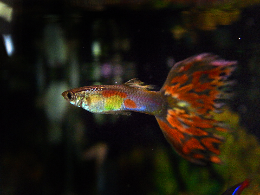 GUPPY