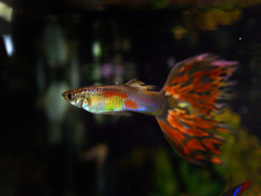 GUPPY