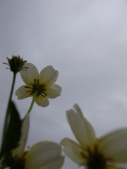 曇天の白い花