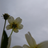 曇天の白い花