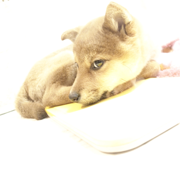 つぶらな瞳