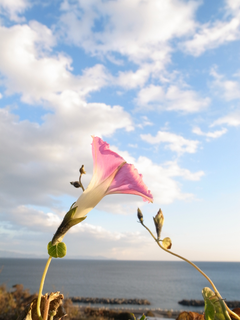 空と海と花