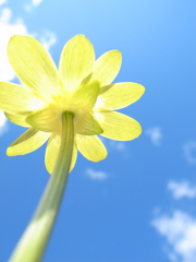 絵のような空と雲と花 Ⅱ