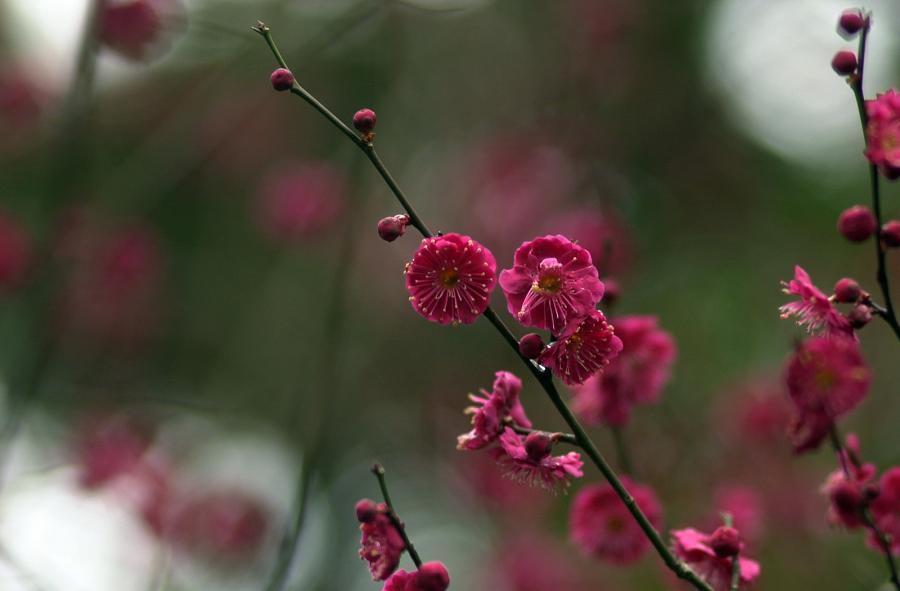 上野公園の花