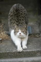 背伸びねこ。