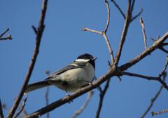 DSC04623tr
