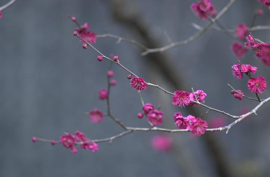上野公園のうめ