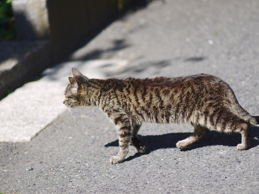 ネコ。あるく、