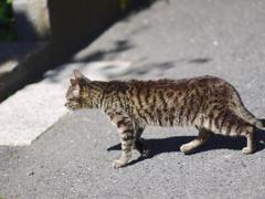 ネコ。あるく、
