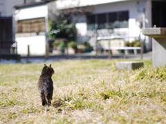 ネコと背景
