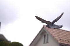 向かってきたハトを振り向いて速写！