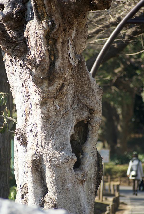 上野公園のところ