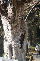 上野公園のところ