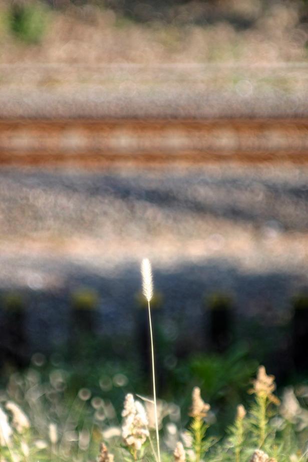 01線路ねこじゃらし