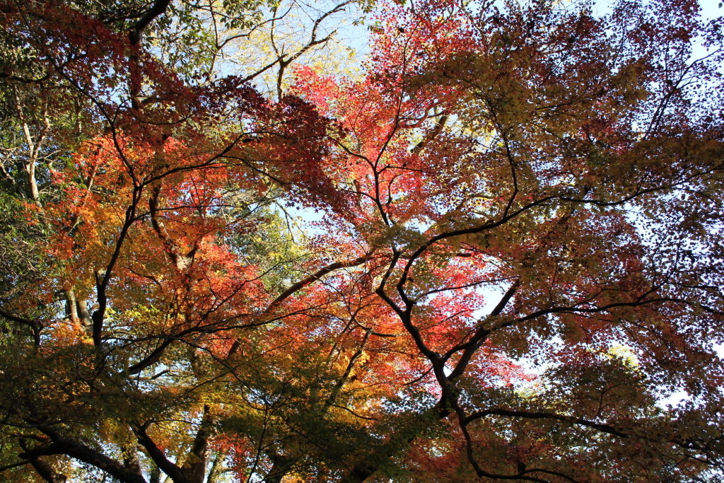 城山もみじ