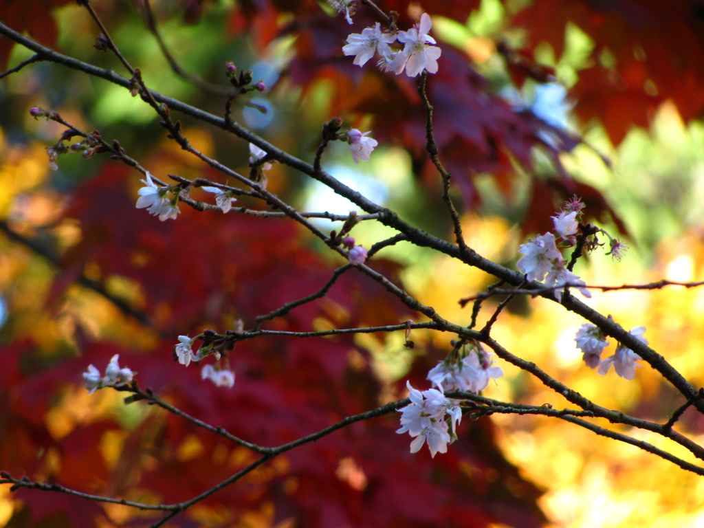紅葉と桜