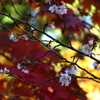 紅葉と桜
