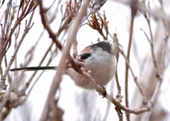 ふぐちょうちん？