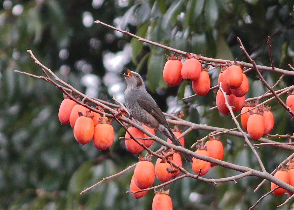 柿食って〜 ヒヨが鳴く鳴く ぴよぴぴぴ〜
