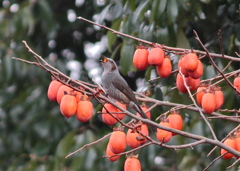 柿食って〜 ヒヨが鳴く鳴く ぴよぴぴぴ〜