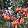 柿食って〜 ヒヨが鳴く鳴く ぴよぴぴぴ〜