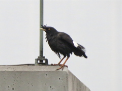 キャセイパシフィックな鳥ですが・・・