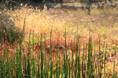 山田池公園