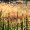 山田池公園