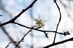 四季桜（山田池公園）