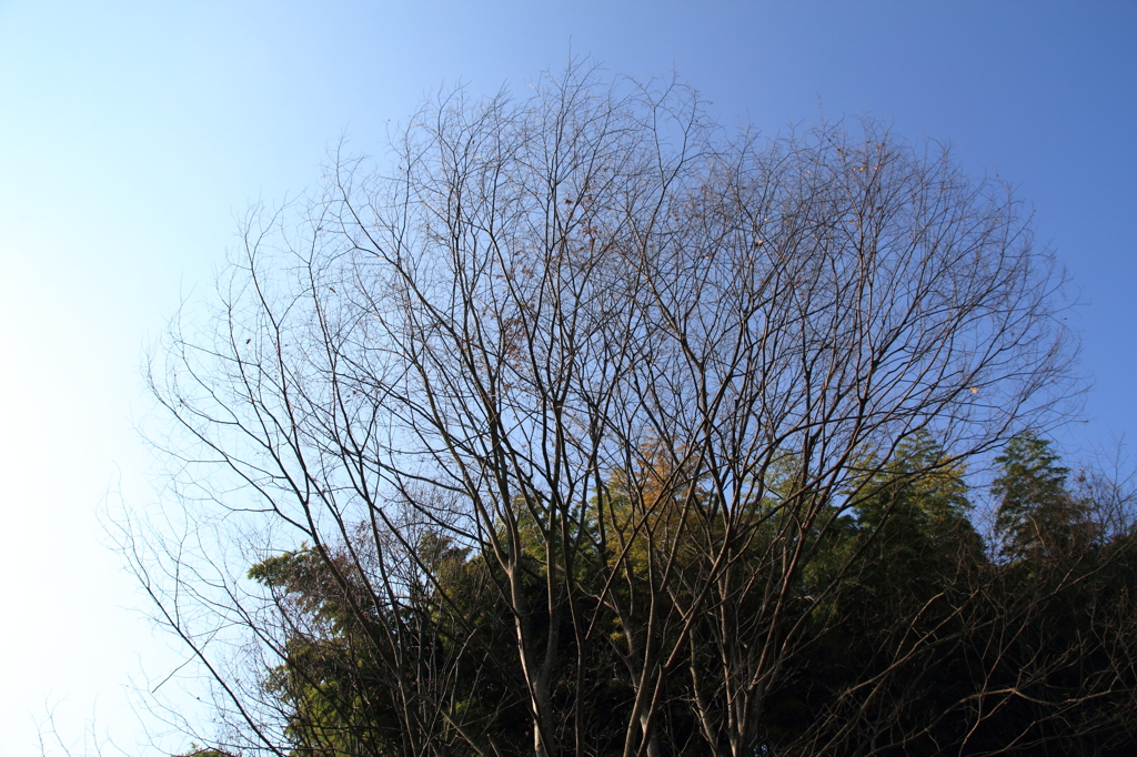 山田池公園