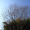山田池公園