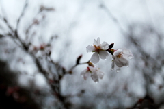 四季桜